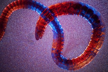 Microscopic view of vinegar worm