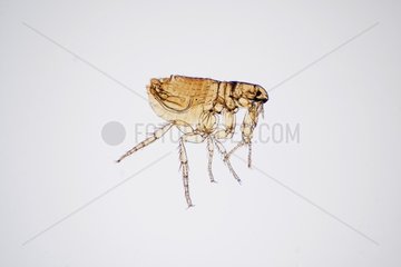 Microscopic view of male dog flea on white background
