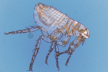 Microscopic view of male dog flea on blue background