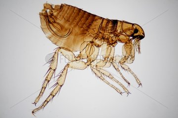Microscopic view of male cat flea on white background