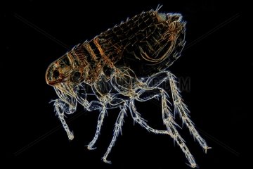 Microscopic view of male cat flea on black background