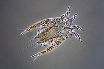 Microscopic view of the chicken mite