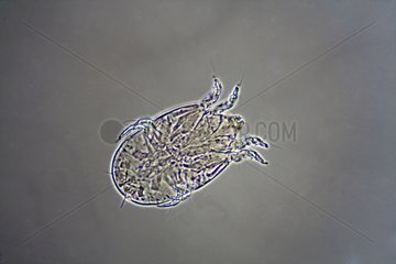 Microscopic view of the chicken mite