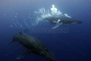 Humpback whale spitting a bubble net Tonga