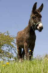 Donkey in Field Park of Ballons des Vosges France
