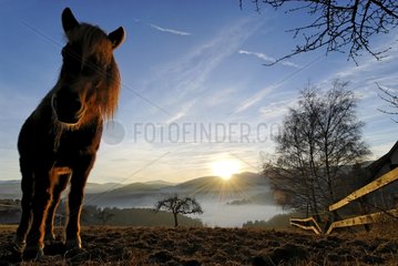 Draft horse at dusk Munster Valley Vosges France