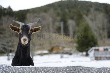 Goat in Snow Valley Munster Vosges France