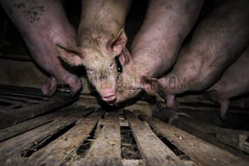 Pigs in a piggery farm-inn Vosges France