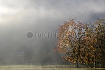Morning fog in autumn in the Haut-Doubs France