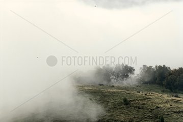 Mist on pasture Hohrodberg Vosges France