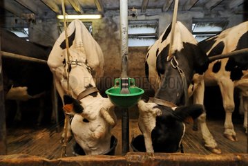 Holstein farm-inn Hilsen Vosges France