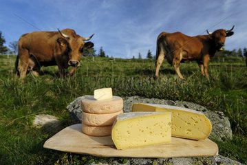 Cheese Munster Bargkass Tome and Cows Tarine Vosges