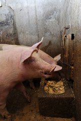 Pigs in a piggery farm-inn Felzach Vosges France