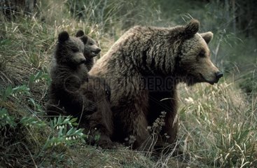 Ours brun des Pyrénées femelle et oursons Espagne