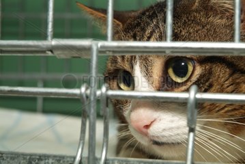 Cat brown tabby out of cage France