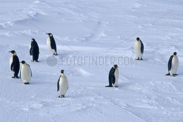 Kaiser Penquins Terre Adélie Antarctica