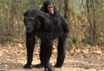 Mutter und junge östliche Schimpanse Gombe NP Tansania