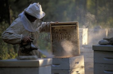 Artisanat comestible  apiculture