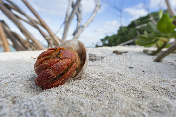 Hermit crab on sand  Kingdom of Tonga