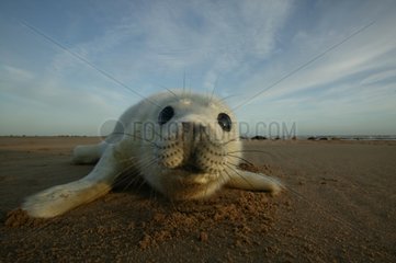 Gray Seal pup on the beach in Scotland