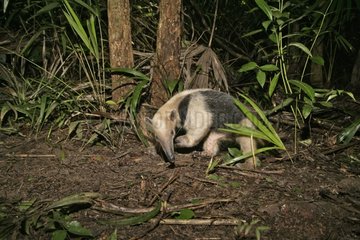Northern Tamandua searching for insects on the ground Belize