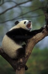 Jeune Grand Panda criant dans un arbre Sichuan Chine