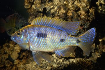 Male Cichlide courtship species from Lake Malawi