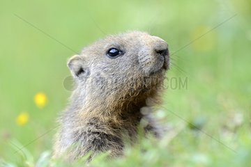 Portrait of a young Marmot - Chasseral Massif Switzerland