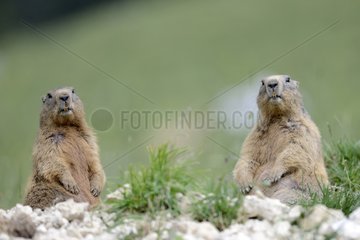 Marmots in Chasseral Massif - Switzerland