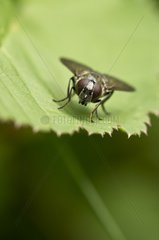 Hoverfly on a leaf - Nørreskov Denmark