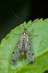 Scorpion Fly male on leaf - Denmark