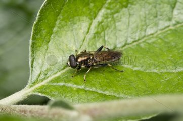 Syrphid fly on a leaf - Kværkeby Denmark