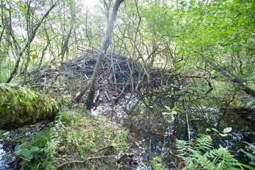 European beaver hut - Doller valley Alsace France