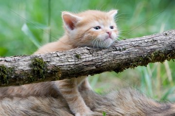 Red and white kitten on a branch - France