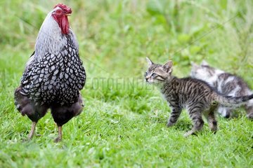 Tabby kitten and Hen in the grass - France