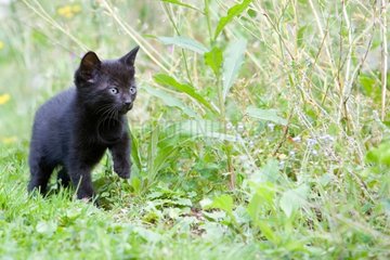 Black kitten in the grass - France