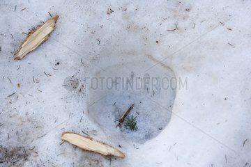 Trace of Brown Bear in the snow - Velebit NP Croatia