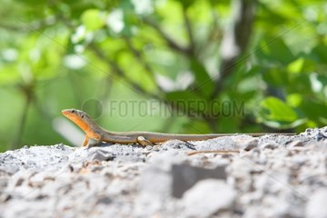 Lizard on rock - Velebit NP Croatia