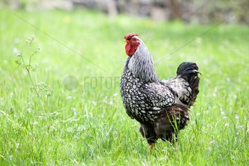 Hen in the grass - Alsace France