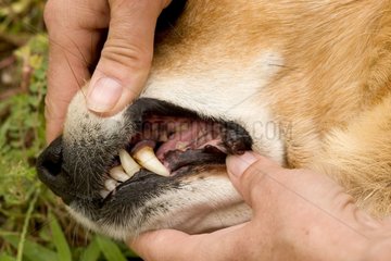 Dentition d'un vieux chien bâtard France