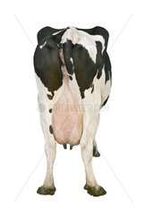Kuh von Holstein Rasse von Back im Studio Frankreich
