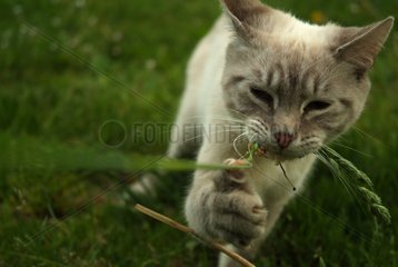 Siamese cat Blue tabby playing with a grass bit France