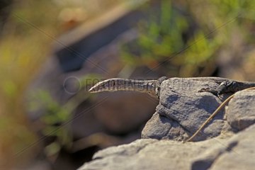 Varan crépusculaire sur un rocher Queensland Australie