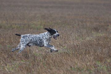 Auvergne pointing dog running in a field in France