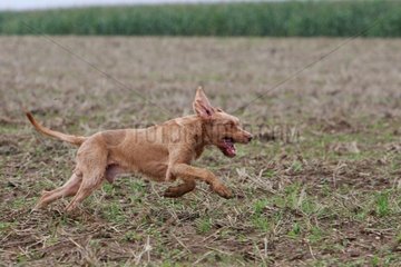 Hungarian pointing dog running in a field in France