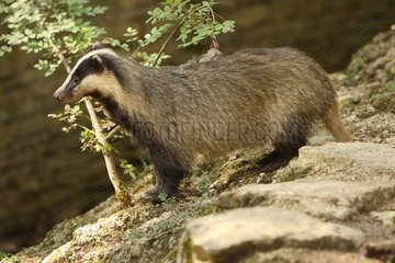 Badger on a rock in France