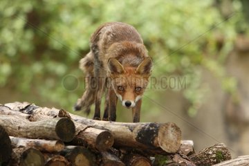 Red fox on wooden logs in France