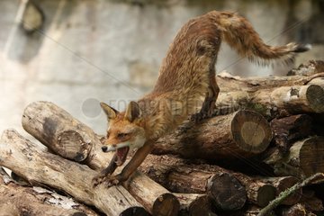 Red fox on wooden logs in France