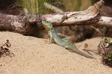 Ocellated lizard warming on the sand in France
