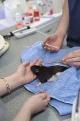 Veterinarian injecting a domestic rat